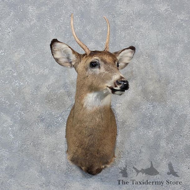 Whitetail Deer Shoulder Mount #12144 For Sale @ The Taxidermy Store