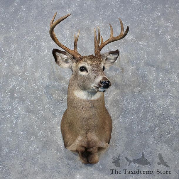 Whitetail Deer Shoulder Mount #12145 For Sale @ The Taxidermy Store