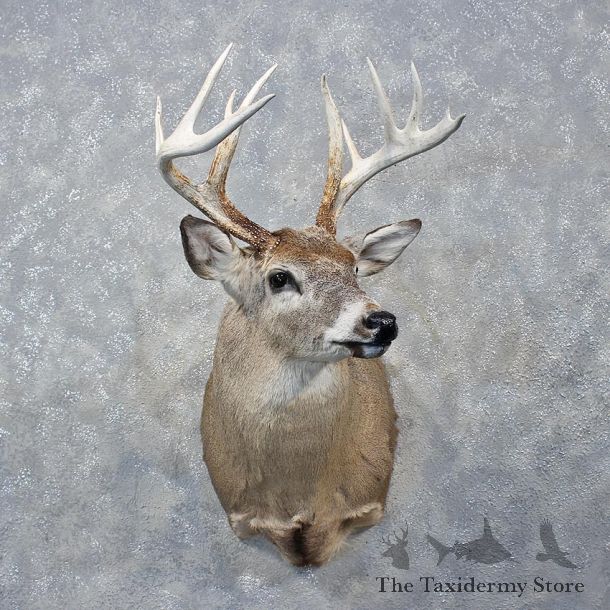 Whitetail Deer Shoulder Mount #12146 For Sale @ The Taxidermy Store
