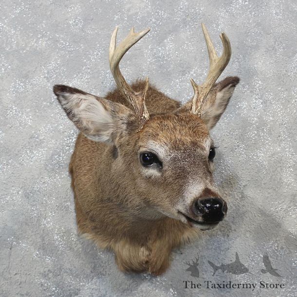 Whitetail Deer Shoulder Mount #12147 For Sale @ The Taxidermy Store