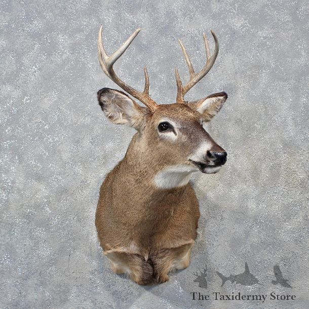 Whitetail Deer Shoulder Mount #12148 For Sale @ The Taxidermy Store