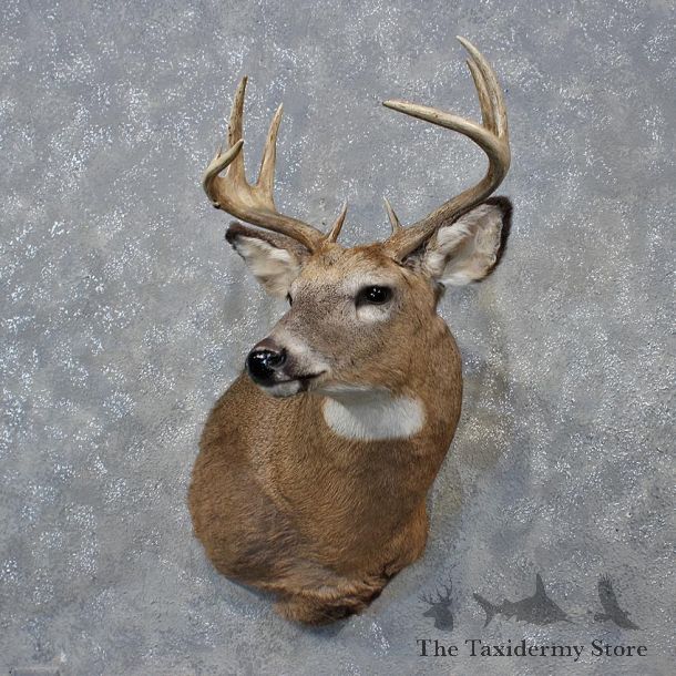 Whitetail Deer Shoulder Mount #12149 For Sale @ The Taxidermy Store