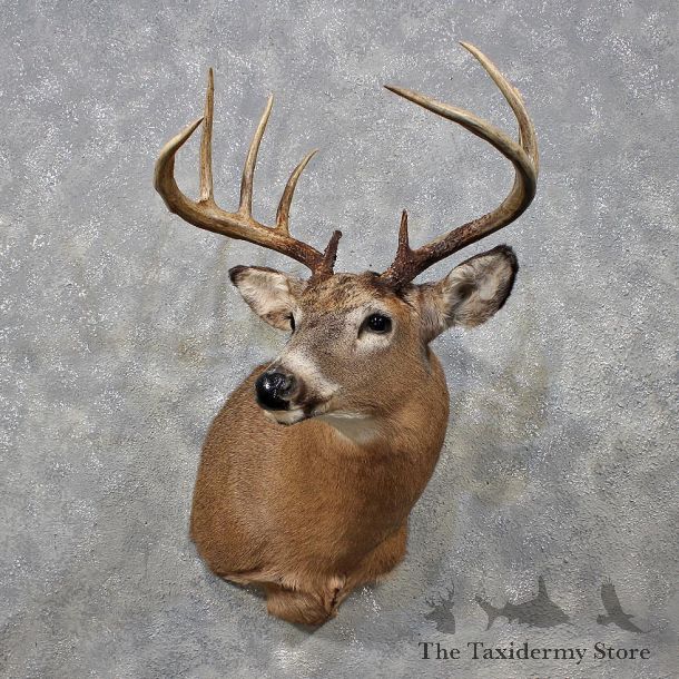 Whitetail Deer Shoulder Mount #12150 For Sale @ The Taxidermy Store