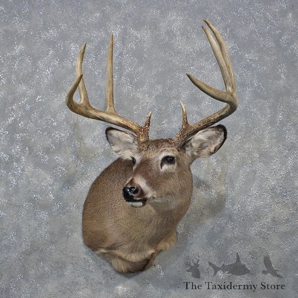 Whitetail Deer Shoulder Mount #12152 For Sale @ The Taxidermy Store