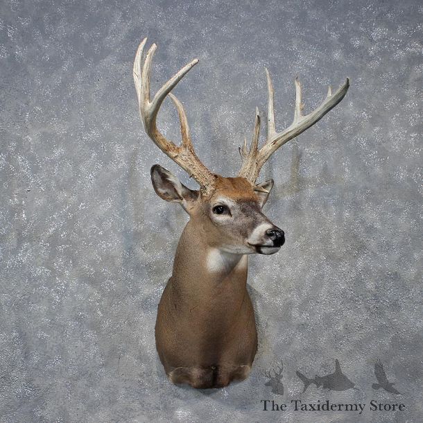 Whitetail Deer Shoulder Mount #12153 For Sale @ The Taxidermy Store