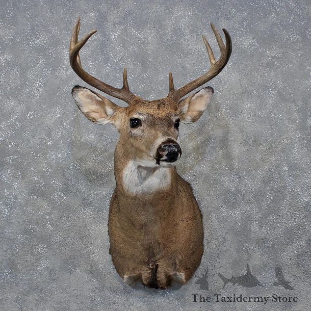 Whitetail Deer Shoulder Mount #12157 For Sale @ The Taxidermy Store