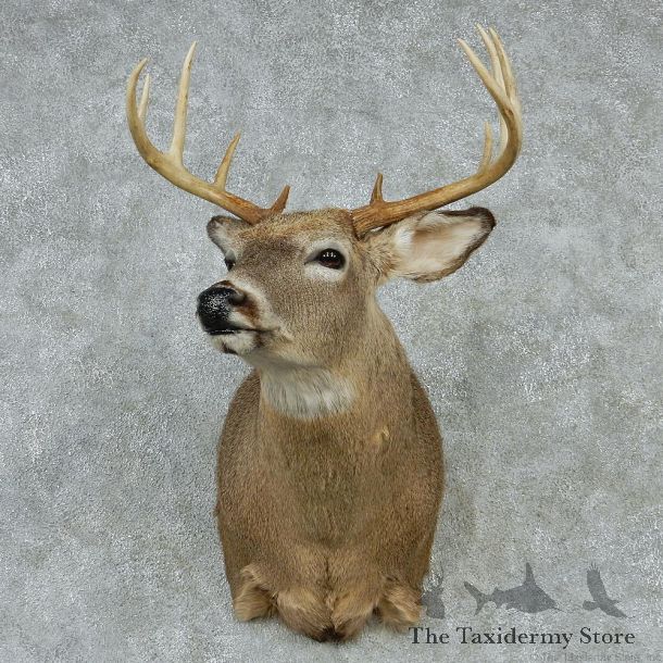 Whitetail Deer Taxidermy Shoulder Mount #13155 For Sale @ The Taxidermy Store