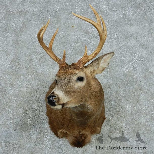 Whitetail Deer Taxidermy Shoulder Mount #13467 For Sale @ The Taxidermy Store