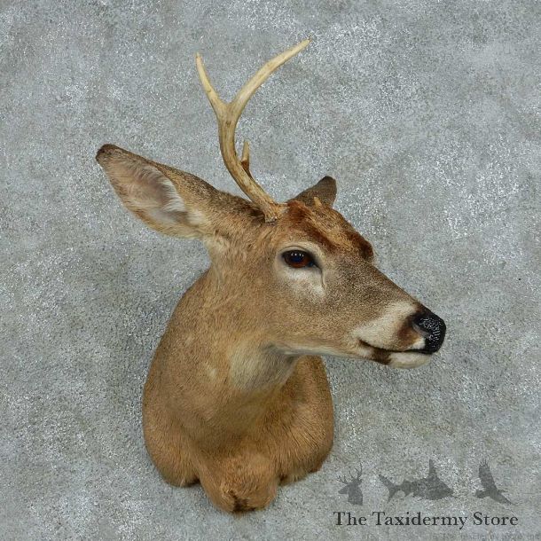 Whitetail Deer Taxidermy Shoulder Mount #13468 For Sale @ The Taxidermy Store