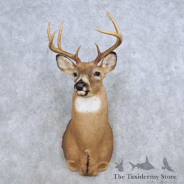 Whitetail Deer Shoulder Mount For Sale #14311 @ The Taxidermy Store