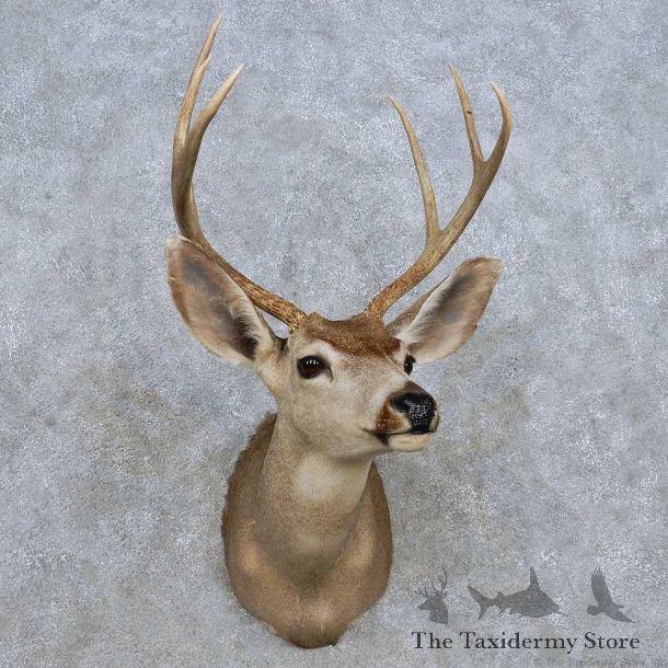 Whitetail Deer Shoulder Mount For Sale #14312 @ The Taxidermy Store