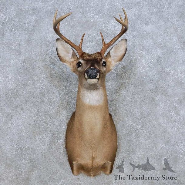 Whitetail Deer Shoulder Mount For Sale #14316 @ The Taxidermy Store