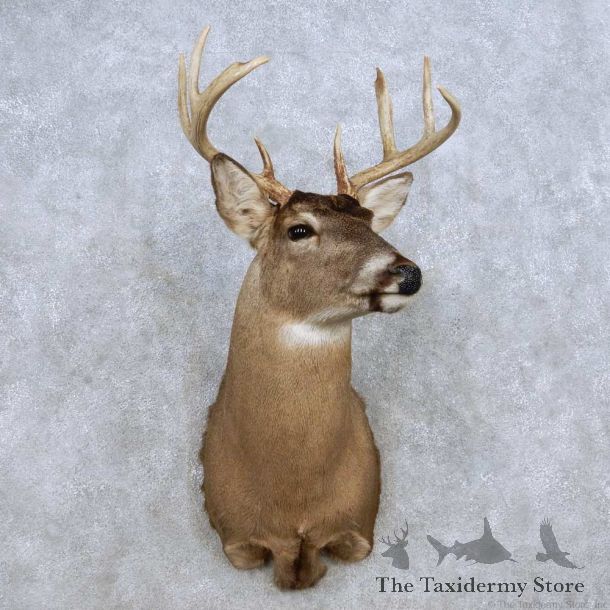 Whitetail Deer Shoulder Mount For Sale #14318 @ The Taxidermy Store