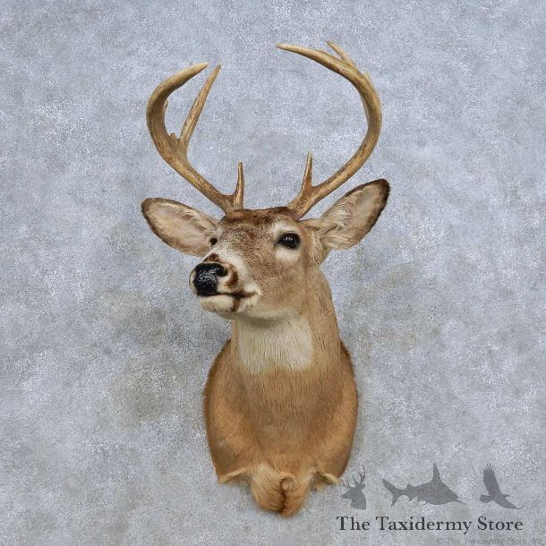 Whitetail Deer Shoulder Mount For Sale #14319 @ The Taxidermy Store