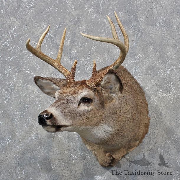 Whitetail Deer Shoulder Mount #12189 For Sale @ The Taxidermy Store
