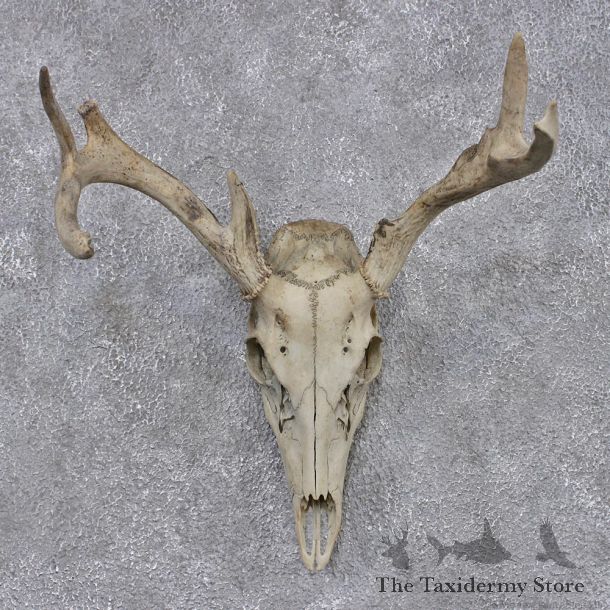 Whitetail Deer Taxidermy Skull & Antler European Mount #12457 For Sale @ The Taxidermy Store