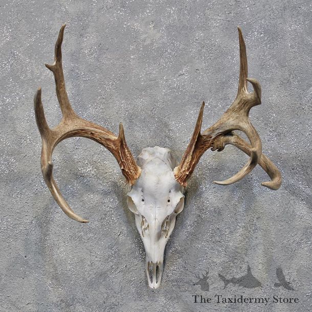 Whitetail Deer Skull & Antlers #12179 For Sale @ The Taxidermy Store
