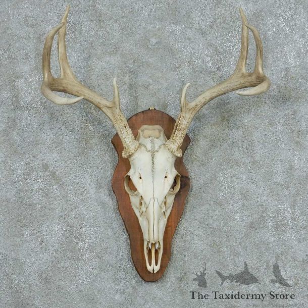 Whitetail Deer Skull & Antler European Mount #13759 For Sale @ The Taxidermy Store
