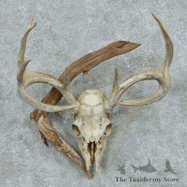 Whitetail Deer Skull & Antler European Mount #13760 For Sale @ The Taxidermy Store