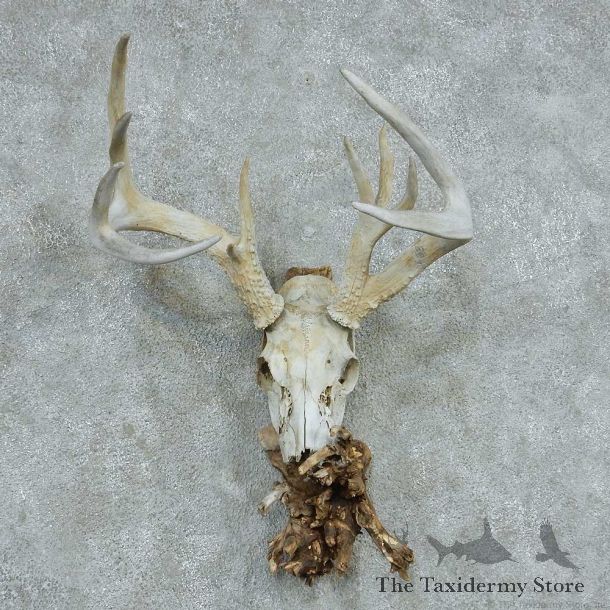Whitetail Deer Skull & Antler European Mount #13761 For Sale @ The Taxidermy Store