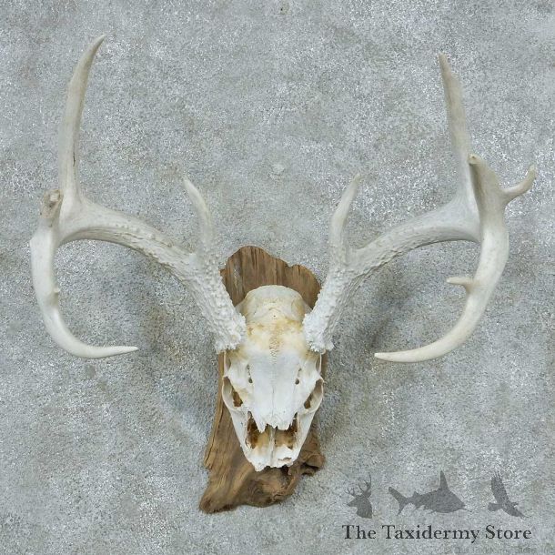 Whitetail Deer Skull & Antler European Mount #13763 For Sale @ The Taxidermy Store