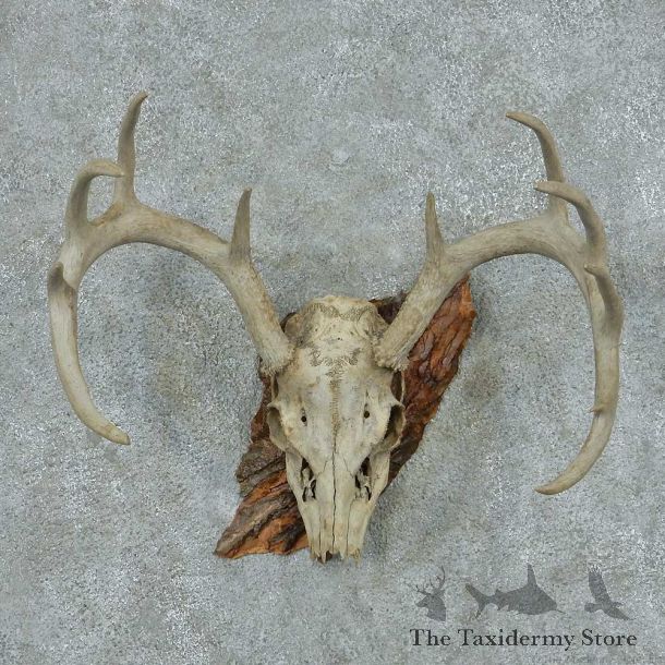 Whitetail Deer Skull & Antler European Mount #13764 For Sale @ The Taxidermy Store