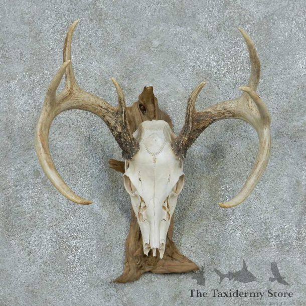 Whitetail Deer Skull & Antler European Mount #13765 For Sale @ The Taxidermy Store