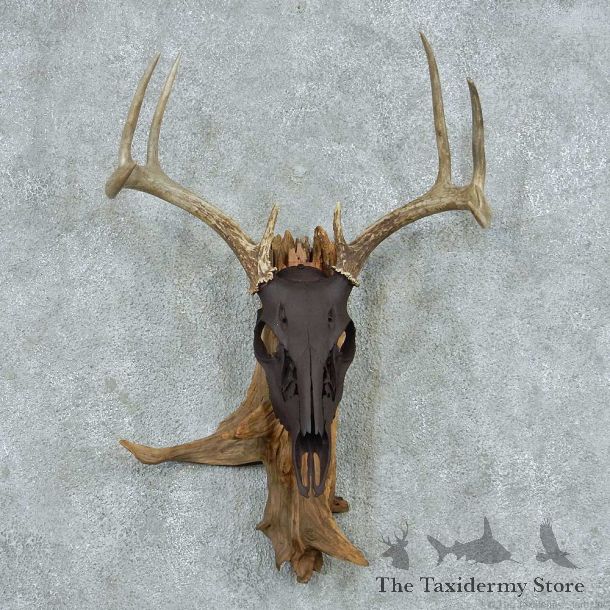 Whitetail Deer Skull & Antler European Mount #13767 For Sale @ The Taxidermy Store