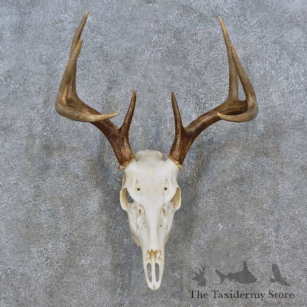 Whitetail Deer Skull Antler European Mount For Sale #15238 @ The Taxidermy Store