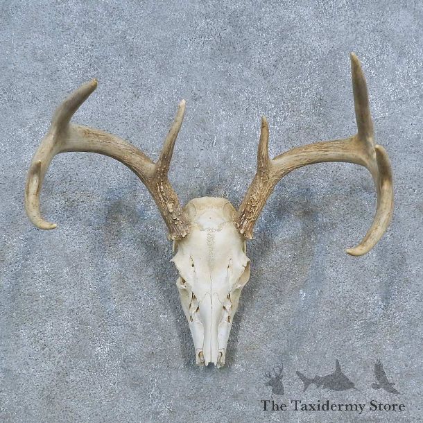 Whitetail Deer Skull Antler European Mount For Sale #15303 @ The Taxidermy Store