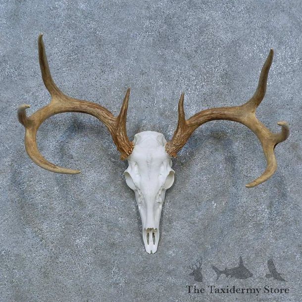 Whitetail Deer Skull Antler European Mount For Sale #15315 @ The Taxidermy Store