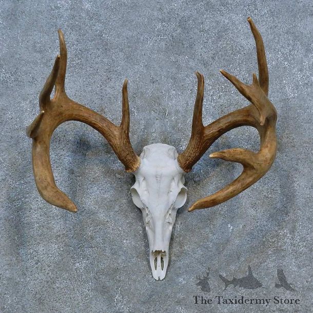 Whitetail Deer Skull Antler European Mount For Sale #15316 @ The Taxidermy Store