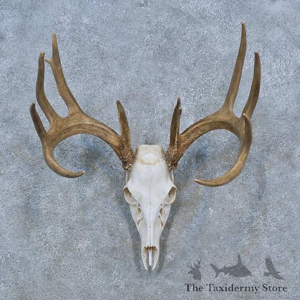 Whitetail Deer Skull Antler European Mount For Sale #15317 @ The Taxidermy Store