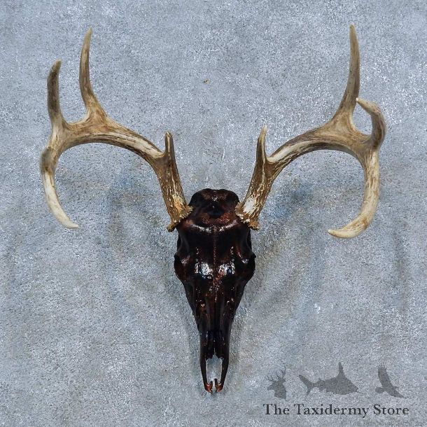 Whitetail Deer Shoulder Mount For Sale #15331 @ The Taxidermy Store