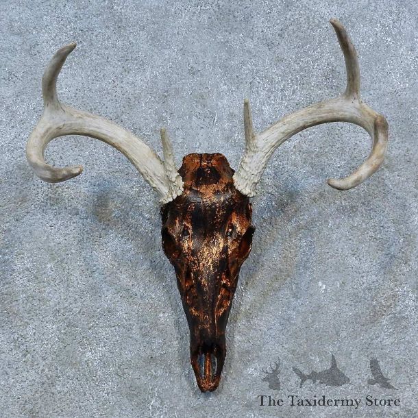 Whitetail Deer Shoulder Mount For Sale #15332 @ The Taxidermy Store