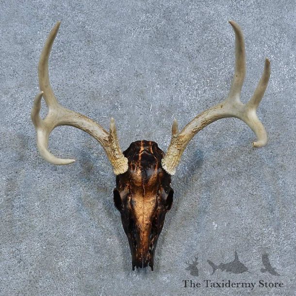 Whitetail Deer Skull Antler European Mount For Sale #15333 @ The Taxidermy Store