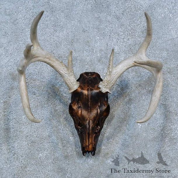 Whitetail Deer Skull European Taxidermy Mount For Sale