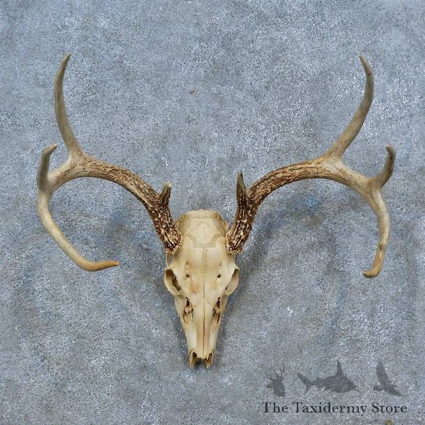 Whitetail Deer Skull Antler European Mount For Sale #15341 @ The Taxidermy Store