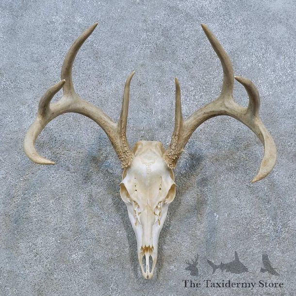 Whitetail Deer Skull Antler European Mount For Sale #15354 @ The Taxidermy Store