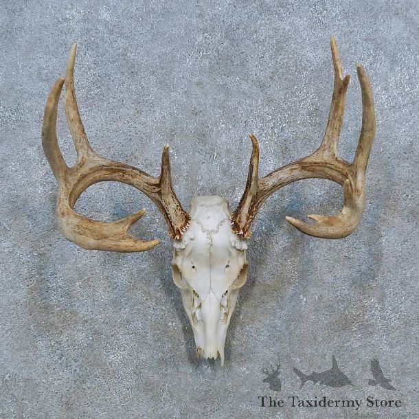 Whitetail Deer Skull Antler European Mount For Sale #15355 @ The Taxidermy Store