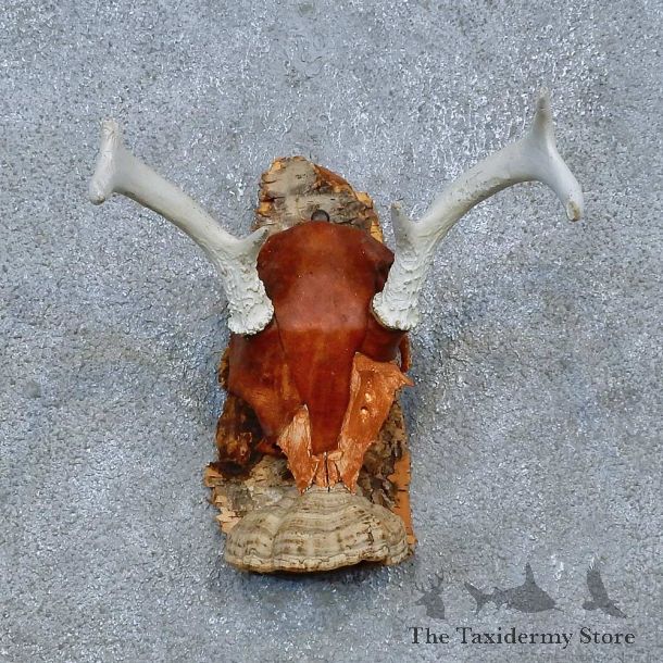 Whitetail Deer Skull Antler European Mount For Sale #15358 @ The Taxidermy Store