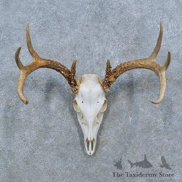 Whitetail Deer Skull Antler European Mount For Sale #15359 @ The Taxidermy Store
