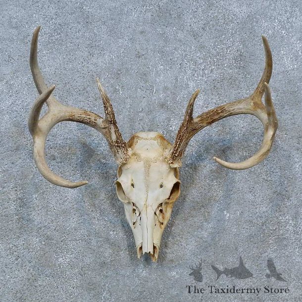 Whitetail Deer Skull Antler European Mount For Sale #15361 @ The Taxidermy Store