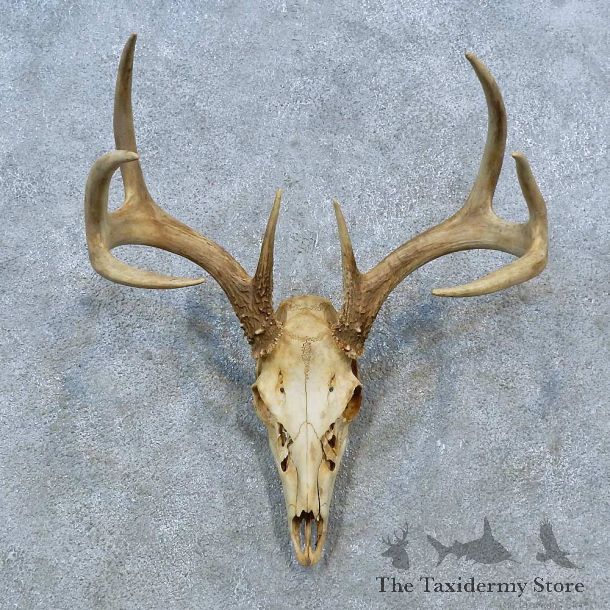 Whitetail Deer Skull Antler European Mount For Sale #15362 @ The Taxidermy Store