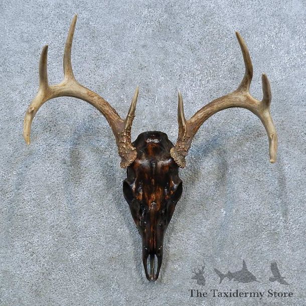 Whitetail Deer Skull Antler European Mount For Sale #15364 @ The Taxidermy Store
