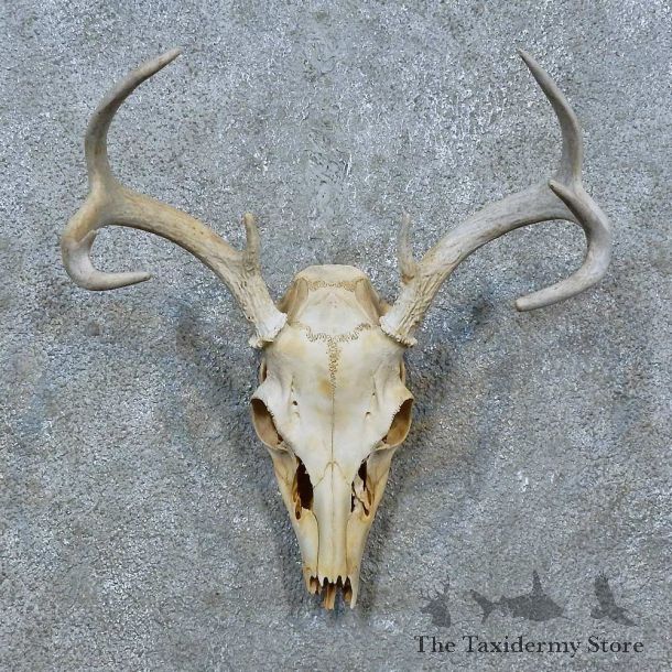 Whitetail Deer Skull Antler European Mount For Sale #15365 @ The Taxidermy Store