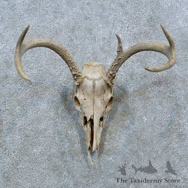 Whitetail Deer Skull Antler European Mount For Sale #15366 @ The Taxidermy Store