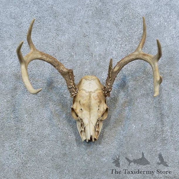 Whitetail Deer Skull Antler European Mount For Sale #15367 @ The Taxidermy Store