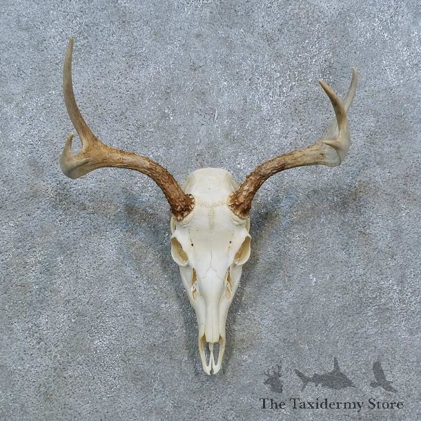 Whitetail Deer Skull Antler European Mount For Sale #15368 @ The Taxidermy Store