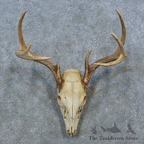 Whitetail Deer Skull Antler European Mount For Sale #15369 @ The Taxidermy Store